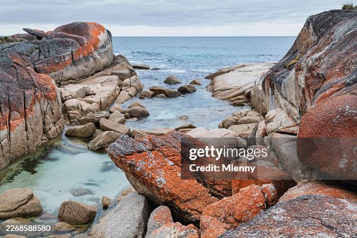Bay Of Fires Tasmania Mount William National Park Rocky Coast With Orange Lichen Granite Australia Bay Of Fires Tasmania Mount William National Park Rocky Coast With Orange Lichen Granite Australia