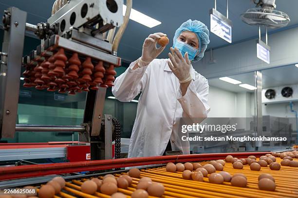 efficiently operating a touch screen panel conveyor belt sorting machine for chicken egg products - poultry processing stock pictures, royalty-free photos & images