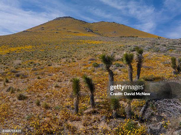 Wildflowers carpet portions of the Southern Sierra foothills near Joshua trees above the 4000-foot elevation after unusually hot spring weather...