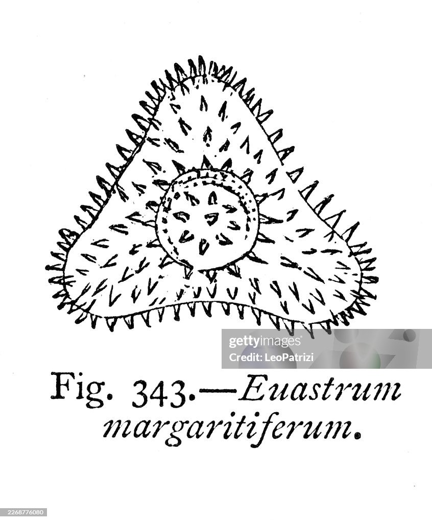 Euastrum margaritiferum, a type of freshwater green algae