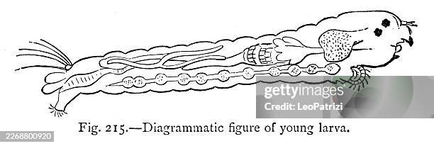 chaoborus crystallinus (historically known as corethra plumicornis), commonly called the phantom midge - antique illustration - fly larva stock illustrations