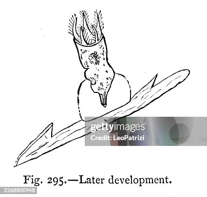 Stephanoceros eichornii, sessile rotifer - Later development Stephanoceros eichornii, sessile rotifer - Later development