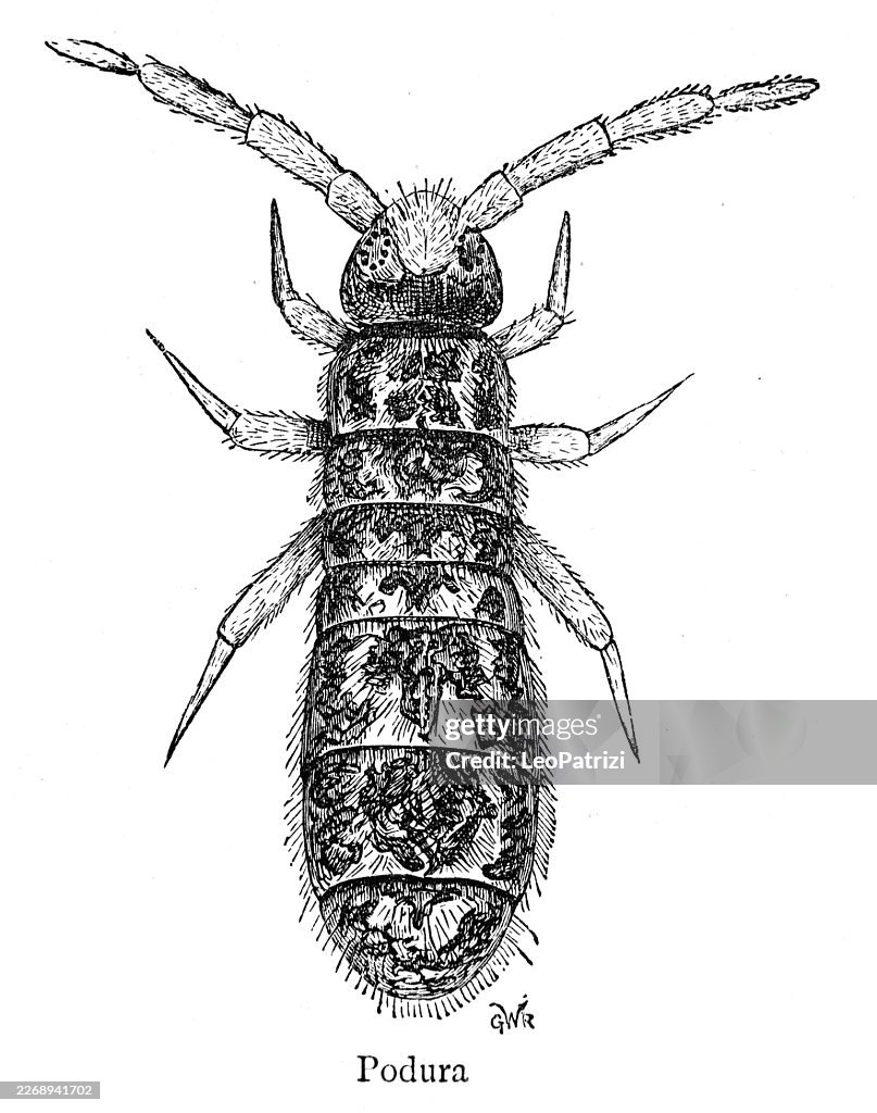 Springtail (order Collembola), sometimes commonly known as a "snow flea"