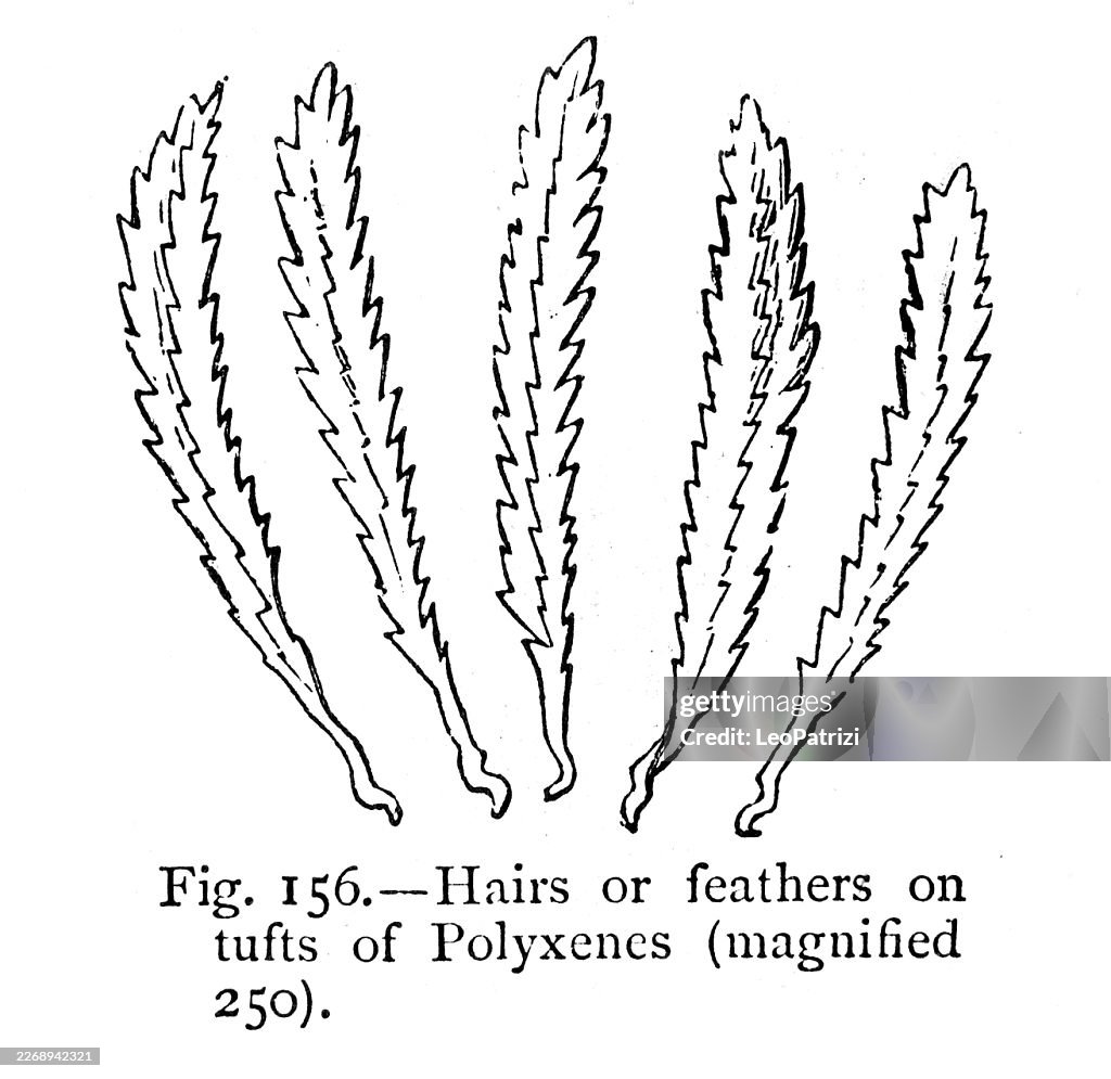The specialized bristles found on a Bristly Millipede (genus Polyxenus)