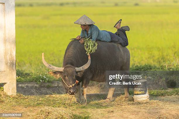 l'uomo del viet è sdraiato in natura di bufali d'acqua. - bufalo indiano foto e immagini stock