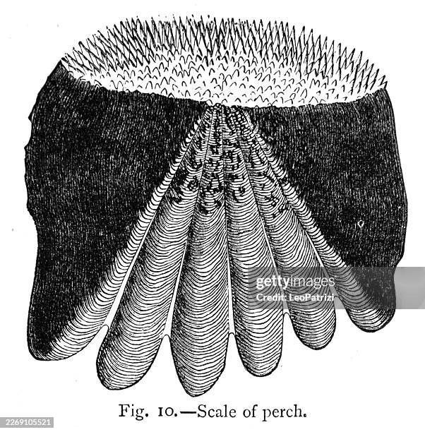perch scale, specifically a ctenoid scale commonly found on fish like perch, bass, and walleye - walleye stock illustrations