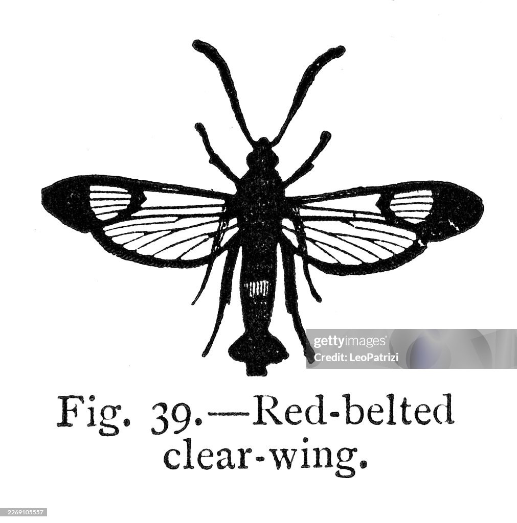 Red-belted Clearwing moth (Synanthedon myopaeformis)