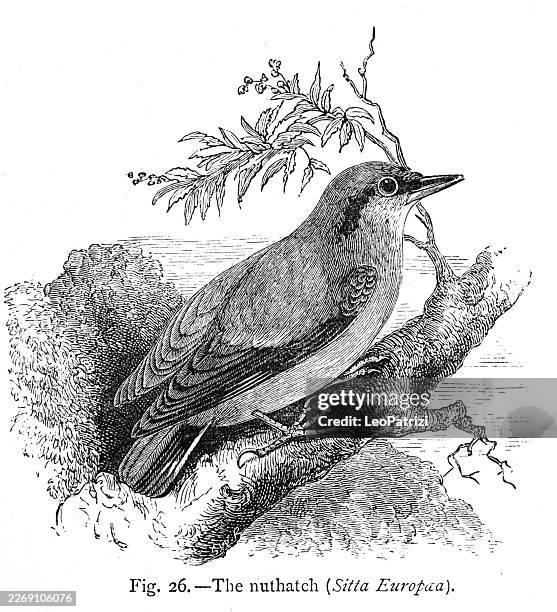 vntage illustration of a nuthatch (sitta europaea) - nuthatch stock illustrations