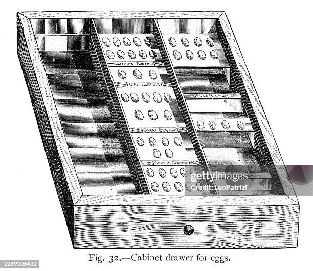 cabinet drawer specifically designed for storing and displaying a collection of bird eggs - empty cabinet stock illustrations