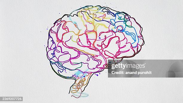 brain - tejido nervioso fotografías e imágenes de stock