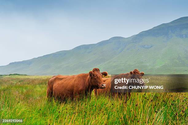 furry highland cow in isle of skye, scotland - aberdeen angus cattle stock pictures, royalty-free photos & images