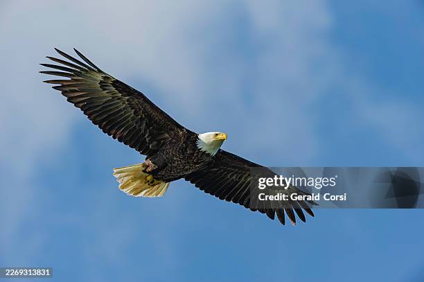bald eagle flying, haliaeetus leucocephalus, katmai national park, alaska. adult bald eagle flying. - bald eagle stock pictures, royalty-free photos & images