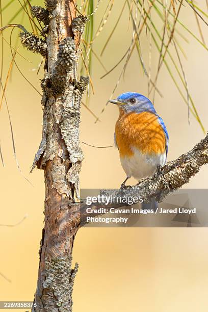 male eastern bluebird perches on longleaf pine branch - croatan national forest north carolina stock pictures, royalty-free photos & images