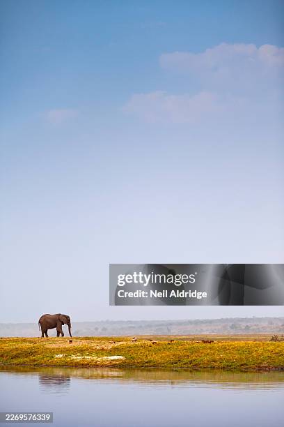 african elephant (loxodonta africana) on the banks of the chobe river, chobe national park, botswana - chobe national park stock pictures, royalty-free photos & images