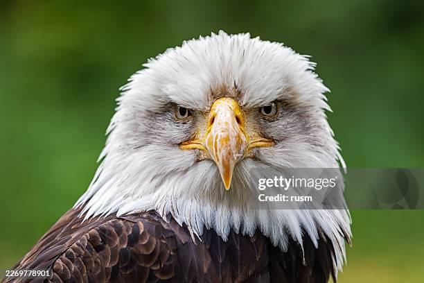 bald eagle close-up portrait - bald eagle stock pictures, royalty-free photos & images