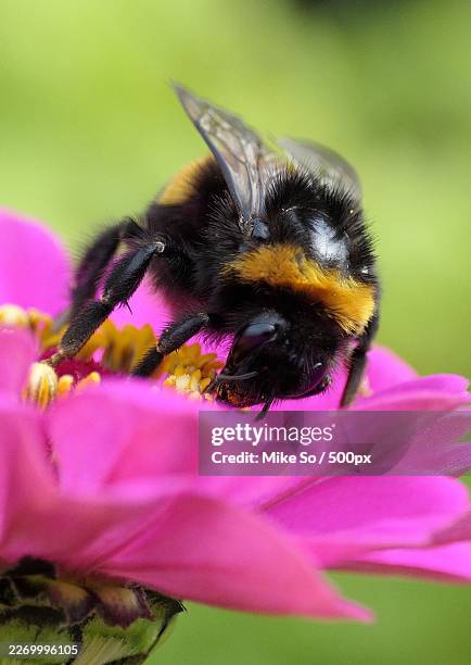 close-up of a bumblebee pollinating a vibrant pink flower in a garden - bumblebee stock pictures, royalty-free photos & images