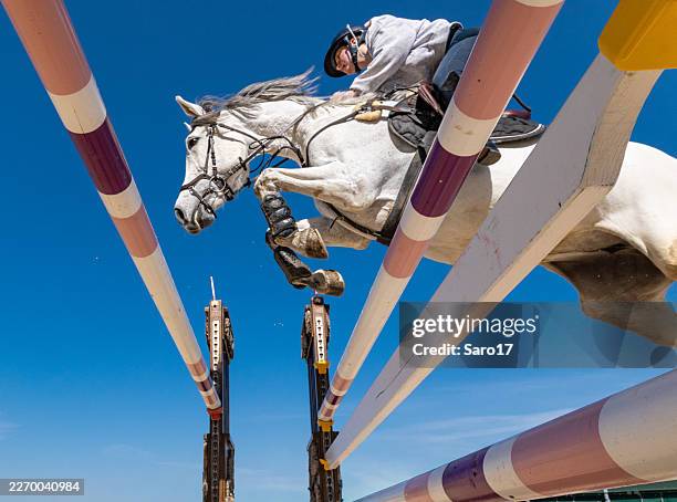 young female show jumper in action crossing ox-fence. - equestrian event stock pictures, royalty-free photos & images