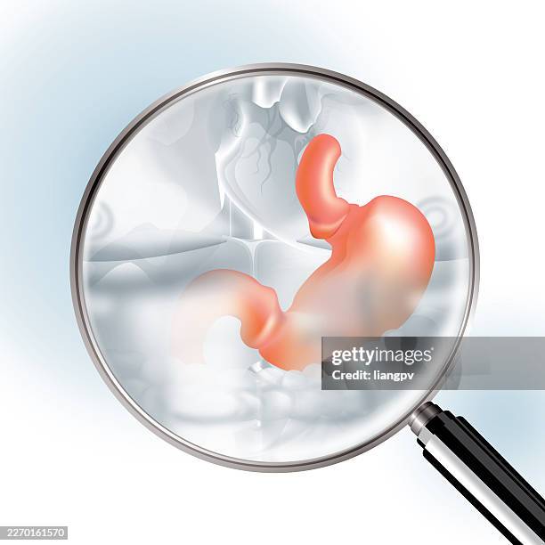 human stomach - appendix stock illustrations