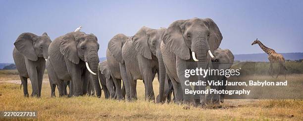 line of elephants and giraffe in background in amboseli, kenya - gruppo di animali foto e immagini stock