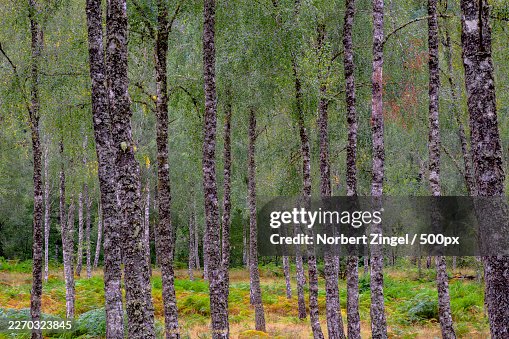 Lush green forest with tall, slender tree trunks and vibrant undergrowth, evoking a sense of natural beauty and tranquility Lush green forest with tall, slender tree trunks and vibrant undergrowth, evoking a sense of natural beauty and tranquility
