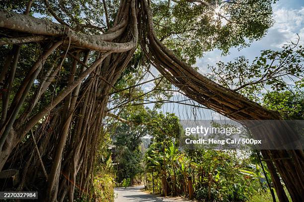 sunlight peeking through the canopy of a tropical forest, highlighting the intricate root system of a banyan tree arching over a road - tree root system stock pictures, royalty-free photos & images
