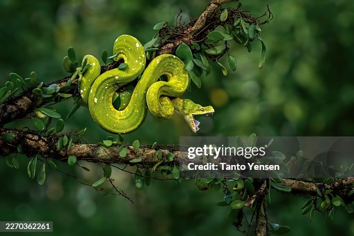 Green tree python Green tree python