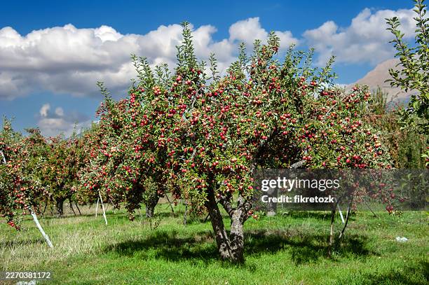 niğde's red muscat apple orchard - apple tree stock pictures, royalty-free photos & images
