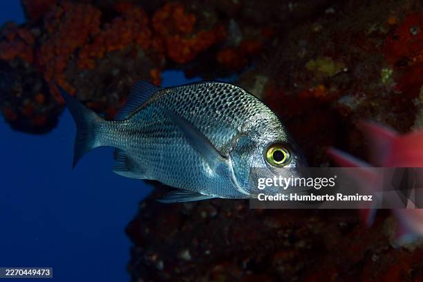 black margate grunt. - caesar grunt stock pictures, royalty-free photos & images