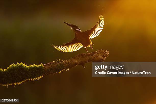 81 Golden Kingfisher Stock Photos, High-Res Pictures, and Images