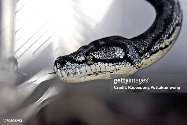 close-up of a carpet python's head, showing its eye, complex scale patterns, and extended forked tongue - diamond python stock pictures, royalty-free photos & images