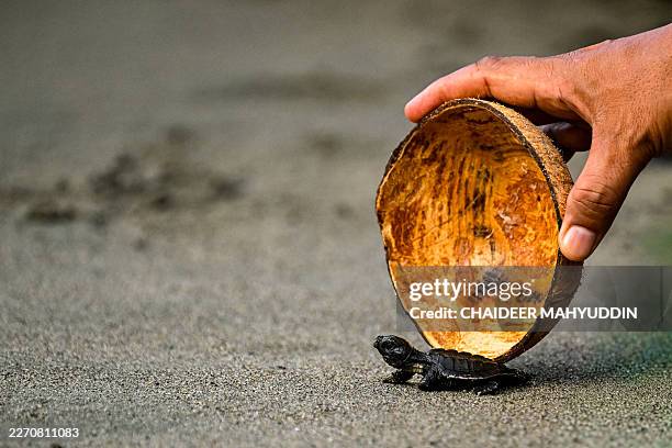 An olive ridley sea turtle hatchling is released at a beach in Banda Aceh on April 14, 2026.