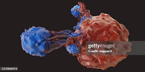 cancer cells and anti cancer immunity - t cell stock pictures, royalty-free photos & images
