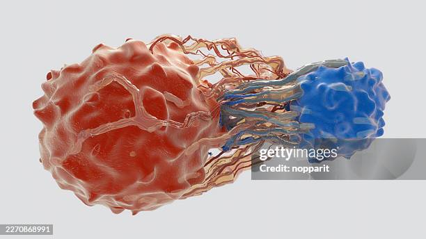 cancer cells and anti cancer immunity - antibody testing stock pictures, royalty-free photos & images