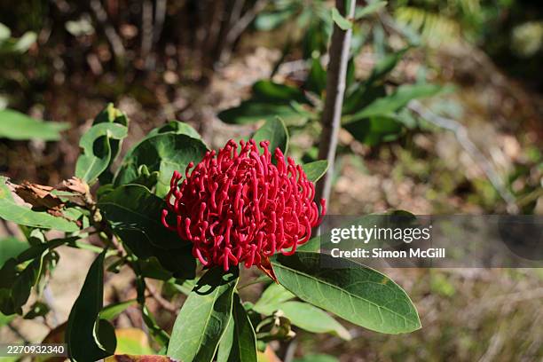 waratah (genus telopea) tree in bloom - native plant stock pictures, royalty-free photos & images