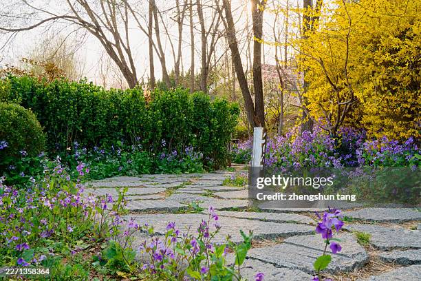 garden path with flowers in spring park - garden path stock pictures, royalty-free photos & images