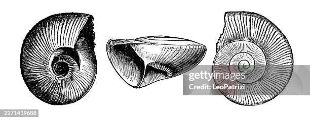 planorbiform shell structure and surface ornamentation of maclurea crenulata from newfoundland - molluscs stock illustrations