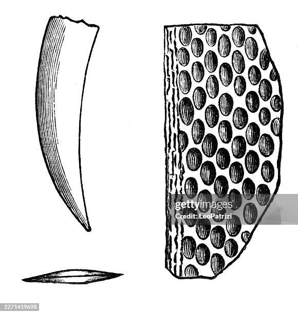 structural morphology and surface texture of ptilodictya falciformis from the trenton limestone and cincinnati group - limestone stock illustrations
