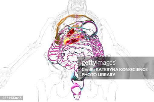 Duodenum, illustration Duodenum, illustration