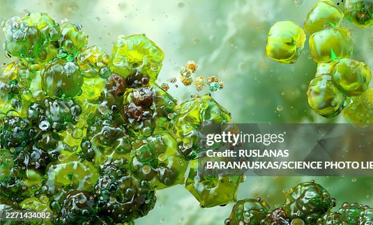 Acinetobacter aerobic bacteria, illustration Acinetobacter aerobic bacteria, illustration