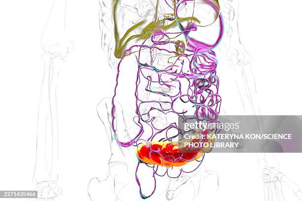 sigmoid colon, illustration - gi tract stock illustrations
