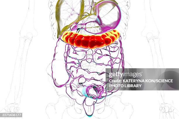 transverse colon, illustration - gi tract stock illustrations