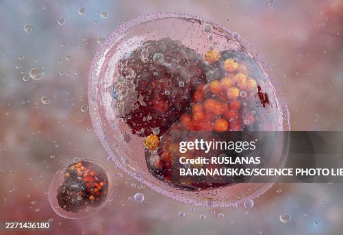 Chlamydia bacterium, illustration Chlamydia bacterium, illustration