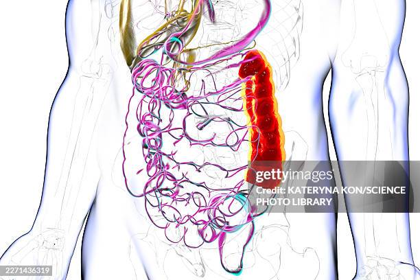descending colon, illustration - gi tract stock illustrations