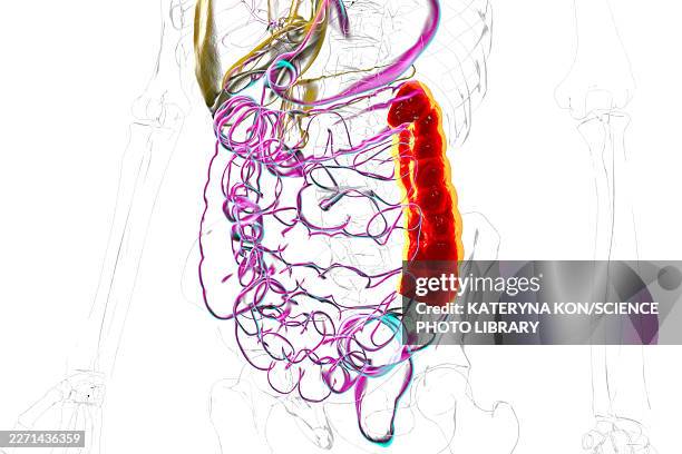 descending colon, illustration - gi tract stock illustrations