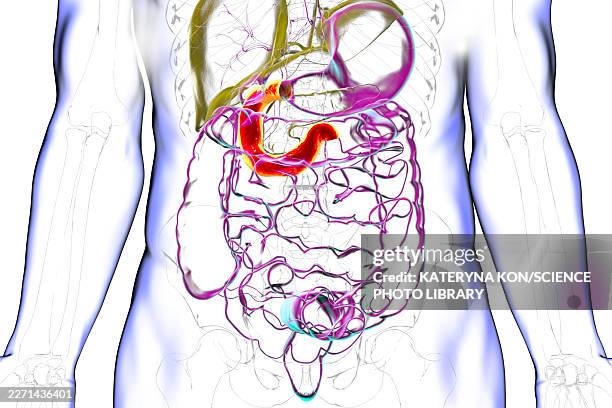 duodenum, illustration - gi tract stock illustrations