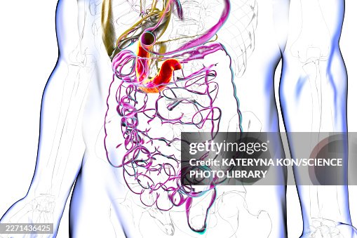 Duodenum, illustration Duodenum, illustration