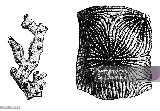 skeletal morphology and corallite structure of the fossilized coral synhelia sharpeana from the english chalk - sponge isolated stock illustrations