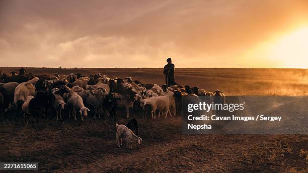 a shepherd young man with a stick, shepherds sheep and rams in t - estepe imagens e fotografias de stock