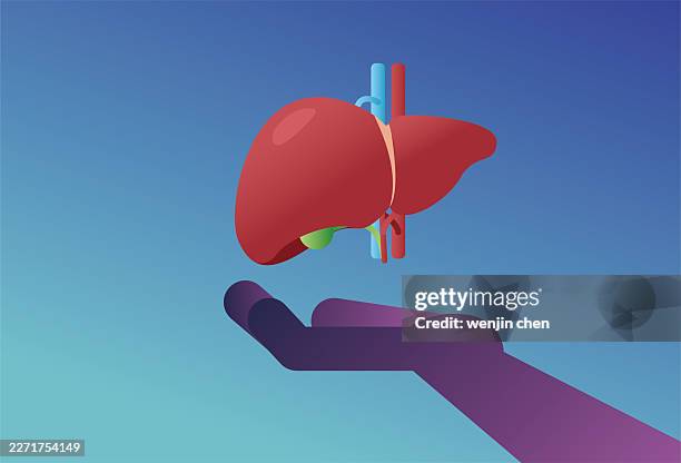 gently supporting the liver—protecting and caring for your liver. - meat package stock illustrations