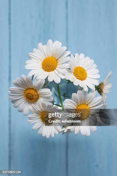 daisies in a vase on blue wooden background - chamomile stock pictures, royalty-free photos & images